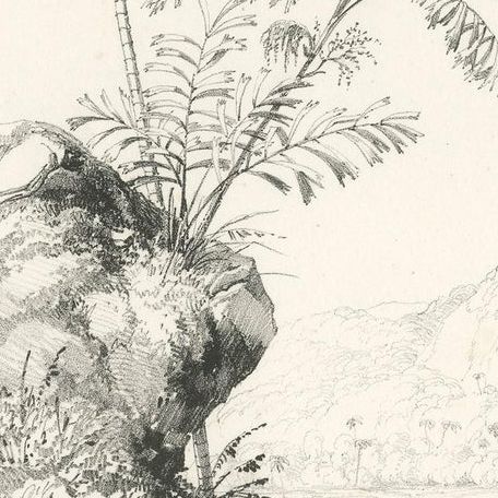 Antique Botany Print of Palm Species by Blume 'c.1840', close-up 2