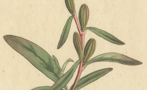 Botanical Engraving of Yellow Loosestrife (Lysimachia), Rare 1796 Floral Print, close-up 1