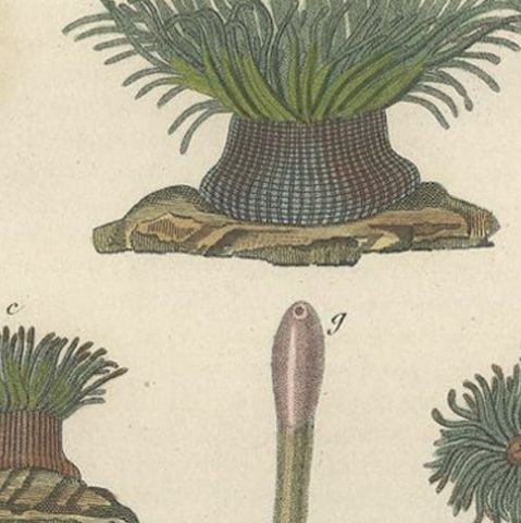 19th Century Snakelocks Anemone Antique Engraving Original Handcoloring, 1845, close-up 2