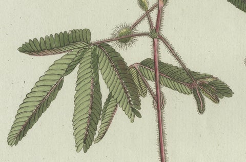 Original Antique Botanical Print of Carrion Flower and Mimosa by Bertuch, 1805, close-up 5