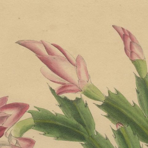 Botanical Beauty: Schlumbergera, The Christmas Cactus, circa 1832, close-up 1