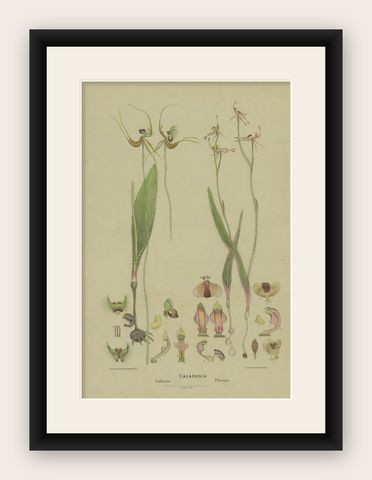 Antique Botany Print of the Butterfly Orchid & Crab-Lipped Spider Orchid, 1884, shown framed