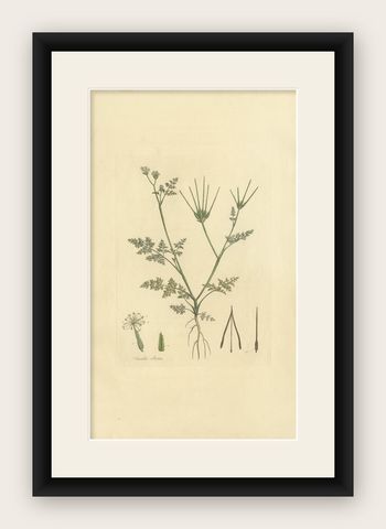 Antique Botany Print of Scandix Pecten-Veneris by Curtis 'circa 1817', shown framed