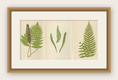 Antique Hand-Colored Fern Prints, Onoclea, Fadyenia, Cyclopeltis, 19th Century, shown framed