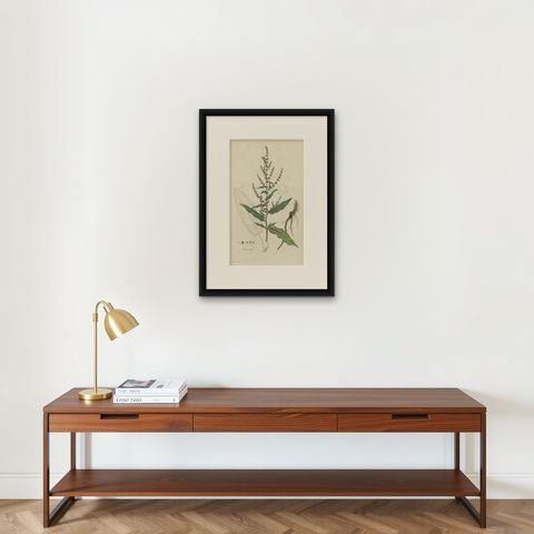 Antique Print of a the Plant Named The Rumex Acutus or Sharp-Pointed Dock, c1800, shown framed on a wall, true to size