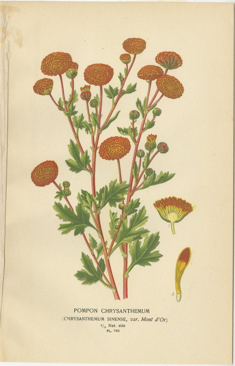 Botanical Prints: Chrysanthemums, Pompon Chrysanthemum & Pyrethrum Roseum, 1897, view 4
