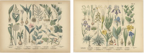 Antique German Botanical Atlas Plates, Tafel 17 to 18, Lilies & Irises, 1885, view 4