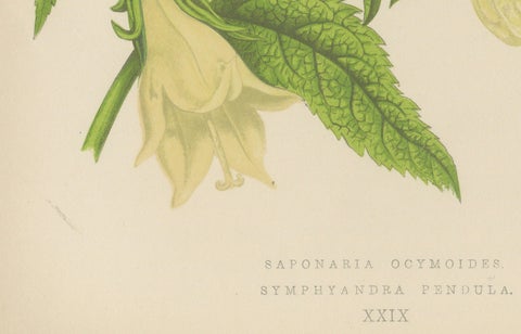 Alpine Botanical Print of Rock Soapwort and Nodding Bellflower, 1874, close-up 2