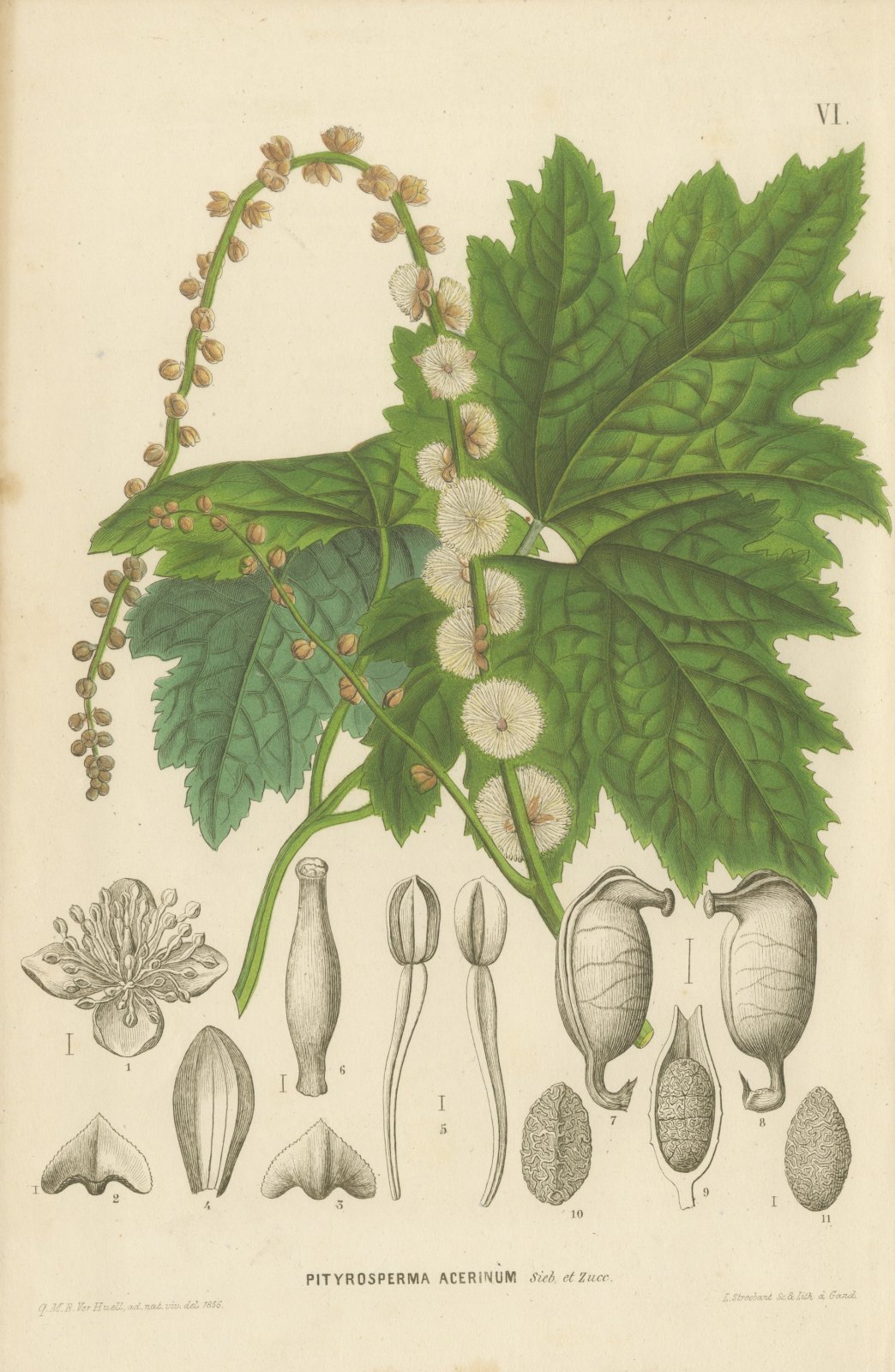 Pityrosperma Acerinum, Japanese Bugbane with Details, Plate VI, 1858
