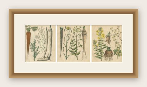 Antique Root and Medicinal Plant Prints, Botanical Studies, Germany 1852, shown framed