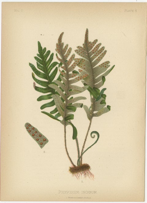 Native US Flora, Six Original Botanical Chromolithograps, 1879, view 5