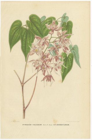 Epimedium Violaceum Grandiflorum, Barrenwort Chromolithograph, 1859, view 2