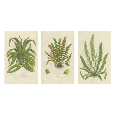European Quillwort, Creeping Pillwort and Shoreweed, Botanical Triptych, 1873