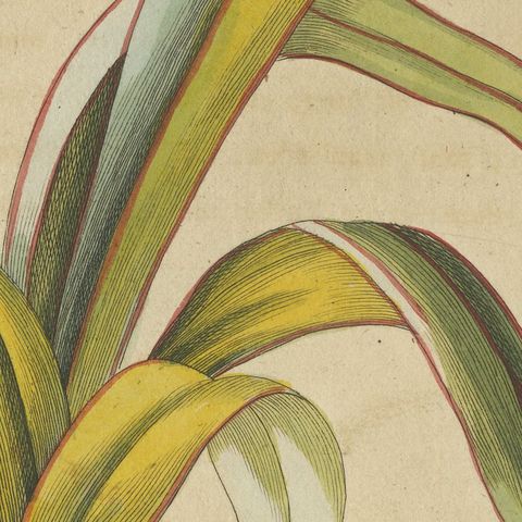 New Zealand Flax with Flower Details, Antique Bertuch Print, circa 1815, close-up 6