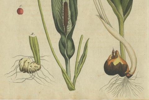 Elegant 1805 Hand-Colored Botanical Engraving of Bulbous Plants from Bertuch, close-up 2