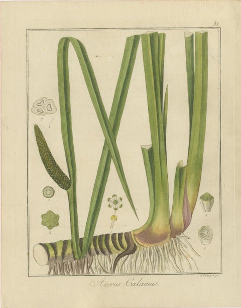 Sweet Flag, Russian Licorice, and Opium Poppy: Botanical Illustrations 1819, view 2