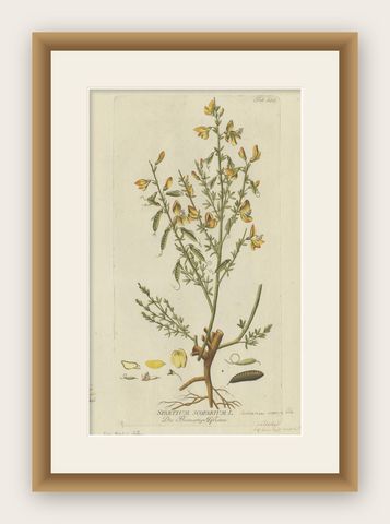 Scotch Broom Botanical Engraving, Icones Plantarum Medicinalium, 1788, shown framed