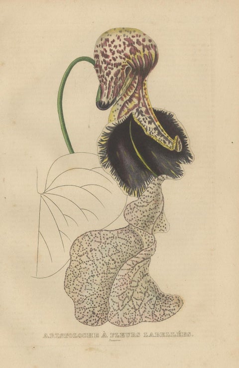 Antique Botanical Print of Aristolochia à Fleurs Labellées, 19th Century, close-up 4