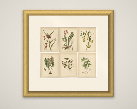 Native US Flora, Six Original Botanical Chromolithograps, 1879, shown framed