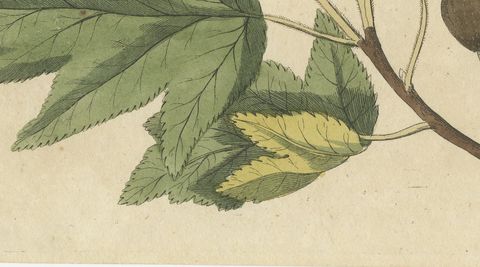 Whitebeam and Wild Service Tree in Blossom, Antique Bertuch Print, circa 1815, close-up 2