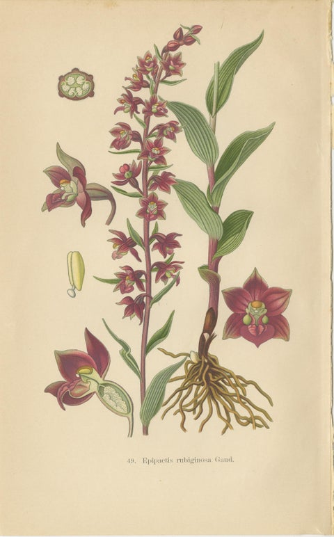 Epipactis Enchantment: A Trio of Botanical Illustrations from 1904, view 2