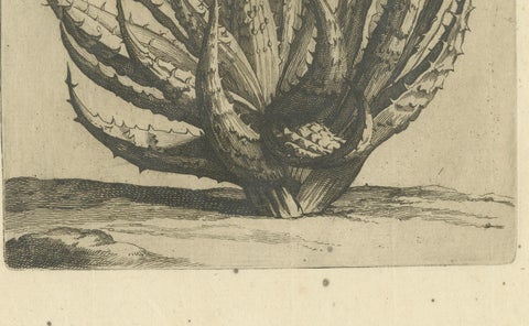Aloe Afric Humilis Botanical Engraving from Caspar Commelin’s Work, 1706, close-up 2
