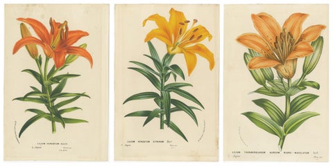 Exquisite Hand-Colored Lily Prints: Botanical Study of Lilium Species from Japan, view 5