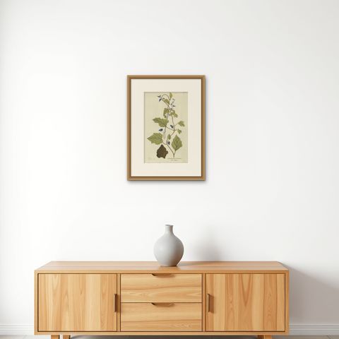Convolvulus Jalapa Botanical Engraving, Icones Plantarum Medicinalium, 1788, shown framed on a wall, true to size