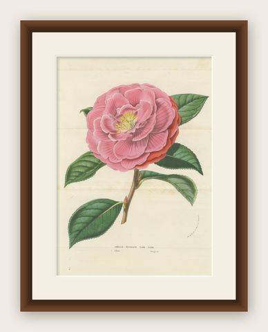 Double Flowering Camellia: Hand-Colored Lithograph from Louis van Houtte, 1855, shown framed