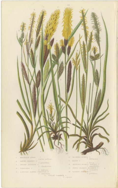 Maidenhair and European Bristle Ferns, Hand-Colored Engravings, 1873, view 3