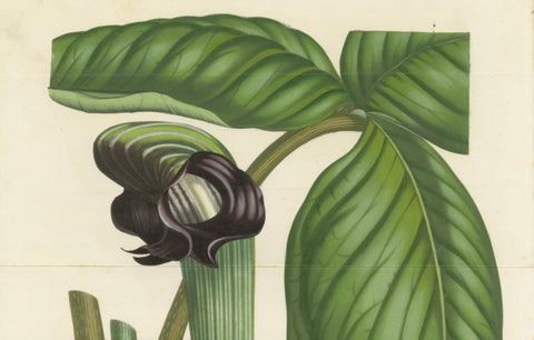 Cobra Lily: Hand-Colored Lithograph by Louis van Houtte, 1855, close-up 3