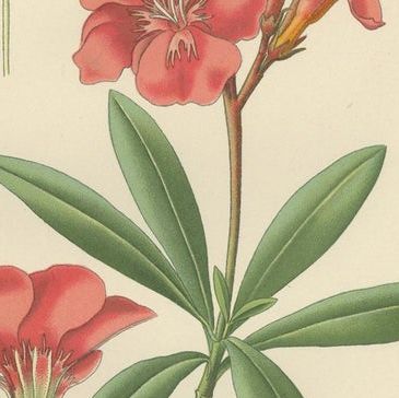 1897 Botanical Prints, Vinca, Oleander, and Redhead Milkweed, close-up 2