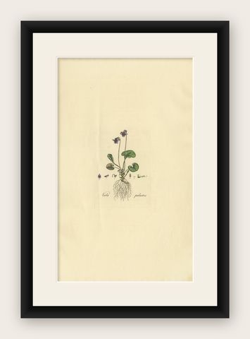 Antique Botany Print of Viola Palustris by Curtis, circa 1817, shown framed