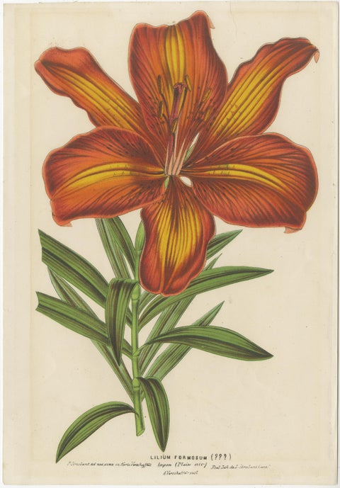 Exquisite Hand-Colored Botanical Print of a Siberian Lily (Lilium Pensylvanicum), view 2
