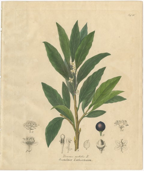 Antique Bay Laurel Botanical Print, Laurus Nobilis, Hand Colored, c.1831, view 2