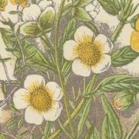 Antique Botany Print of Common Rock-Rose, c.1860, close-up 2