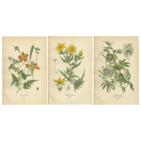 Antique Botanical Prints: Loasa Lateritia, Mentzelia Lindleyi & Passion-Flower