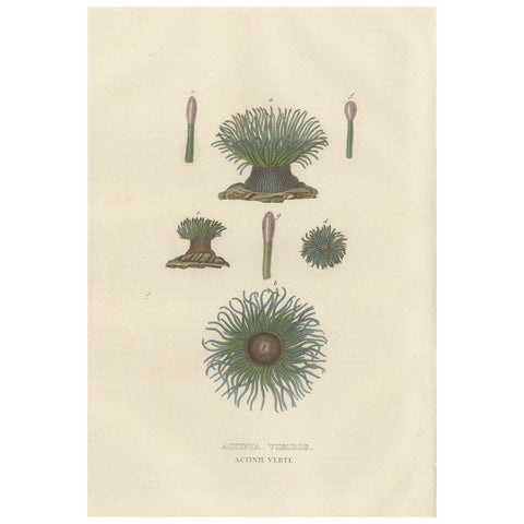 19th Century Snakelocks Anemone Antique Engraving Original Handcoloring, 1845