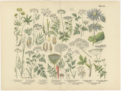 German Botanical Plates Umbellifers & Medicinal Plants, Stuttgart c.1890, view 2