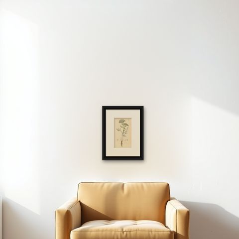 Antique Botany Print 'Carum Carui' J. Sowerby, 1805, shown framed on a wall, true to size