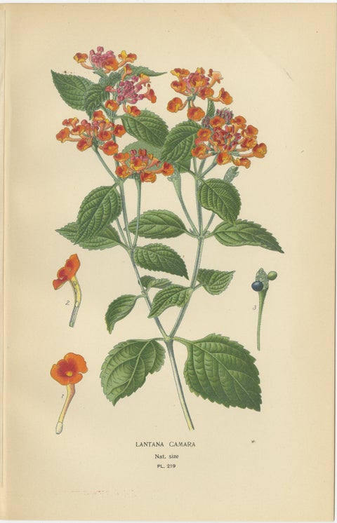 1897 Vibrant Botanical Prints, Libonia, Myoporum, Lantana, Vervain and Verbena, view 4