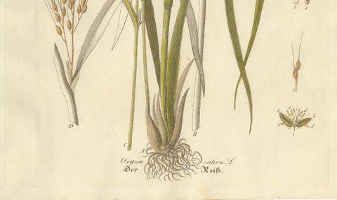 Antique Rice Botanical Print, Oryza Sativa, Hand Colored, c.1831, close-up 3