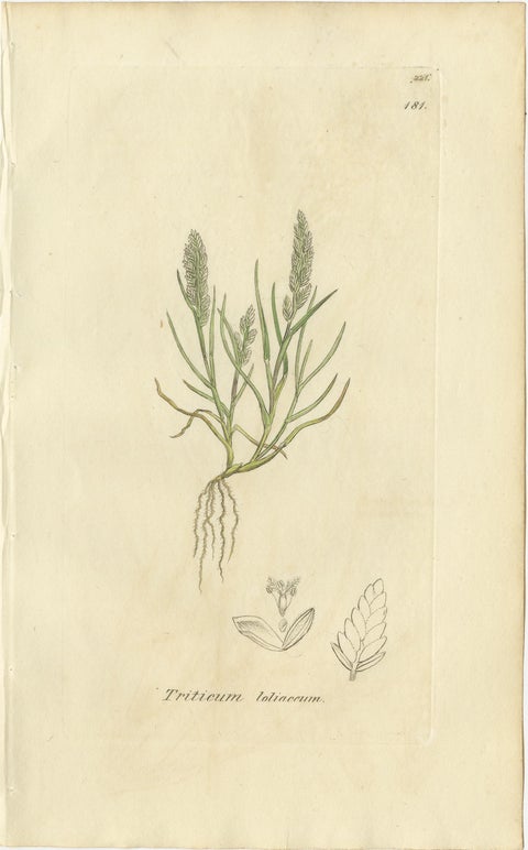 Set of 8 Antique Botanical Engravings of Wheat, Barley and Ryegrasses, c.1830, view 6