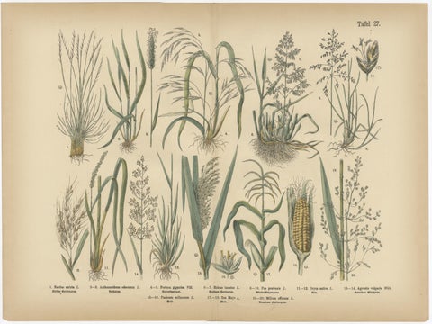 Antique Botanical Prints Set, German Atlas Plants & Grasses, circa 1885, view 6