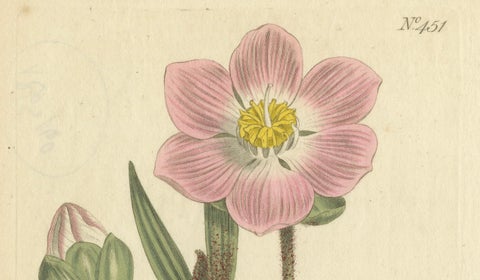 Elegant Pink Quill in Full Bloom: An 18th Century Botanical Ilustration, close-up 3