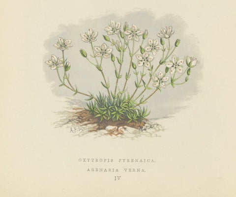 Pyrenean Oxytrope and Spring Sandwort, Hand-Coloured Botanical Print, 1874, close-up 6