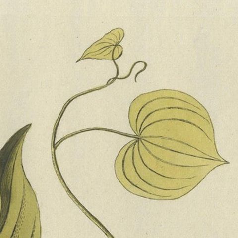 Convolvulus Batatas Botanical Engraving, Icones Plantarum Medicinalium, 1788, close-up 5