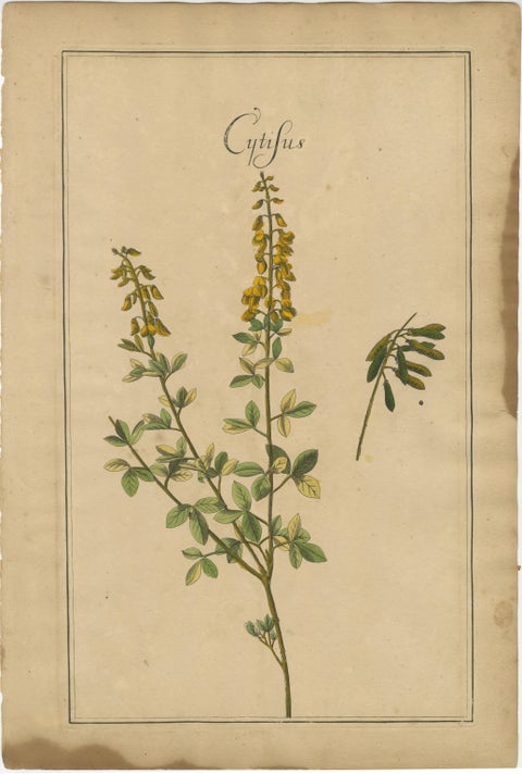 Antique Floral Botanicals, Natrix, Astragalus & Cytisus, Leipzig 1690s, view 4