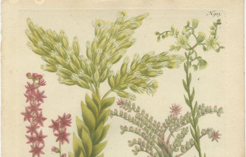 Decorative Botanical Engraving of Sedum & Succulent Plants, 1737, close-up 4