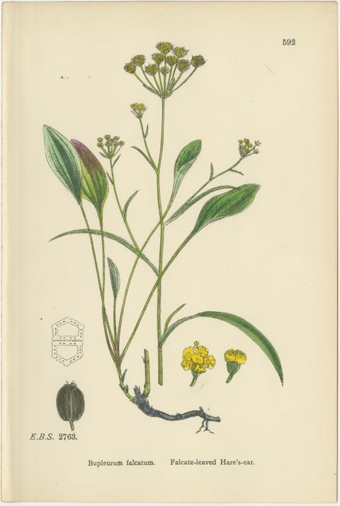 Antique English Botanical Interior Prints, Hare’s-ear & Water Dropwort, 1902, view 8